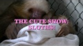 Hey, Let's Watch Some Baby Sloths